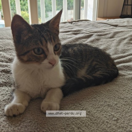 Photo de chat trouvé à Le Haillan
