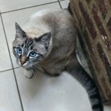 Miho
