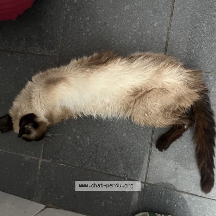 Photo de chat trouvé à Schaerbeek