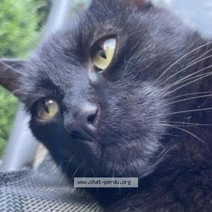 Photo 1/1 Michy Chat perdu à Auderghem