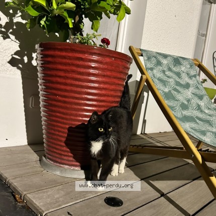 Photo de chat trouvé à Reims