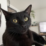 minette