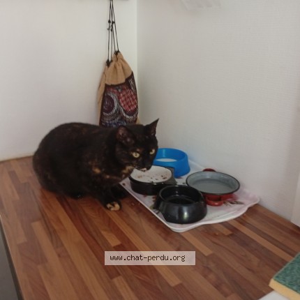 Photo de chat trouvé à Estadens