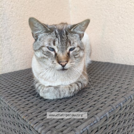 Photo 1/1 S Chat perdu à Louargat