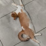 gnar