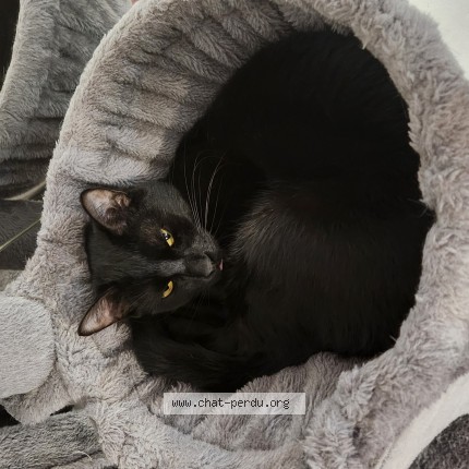 Photo 1/1 Chat retrouvé Perdu à Dijon