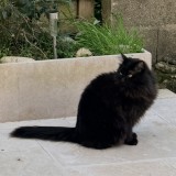 roxy