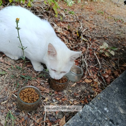 Photo de chat trouvé à Balma Gramont