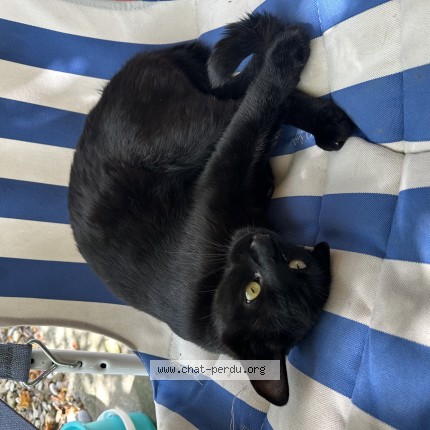 Photo de chat trouvé à Torny Le Grand