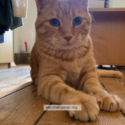 Photo de chat perdu à Nantes