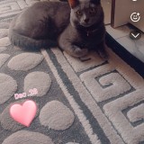 roxi