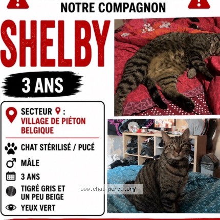 Photo 3/3 Shelby Chat perdu à Pieton