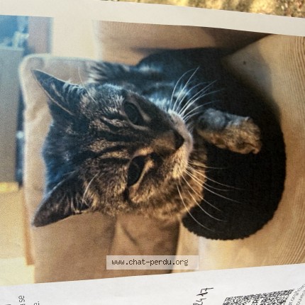 Photo de chat perdu à Paris