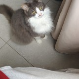 zino