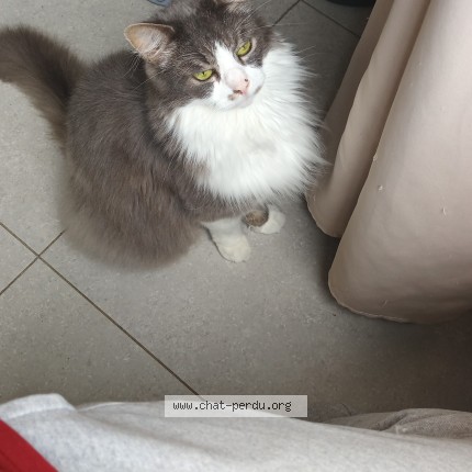 Photo 1/1 zino Chat perdu à Charleroi