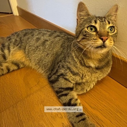 Photo de chat trouvé à Neuville Sur Saone