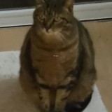 otis