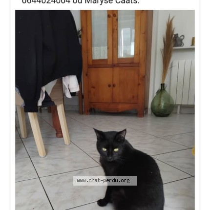 Photo de chat perdu à Saint Georges Des Coteaux