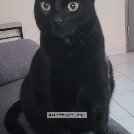 Photo de chat perdu à Dampierre Les Bois