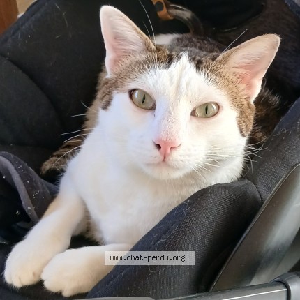 Photo de chat perdu à Bourg En Bresse