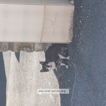 Photo de chat trouvé à Bourg En Bresse