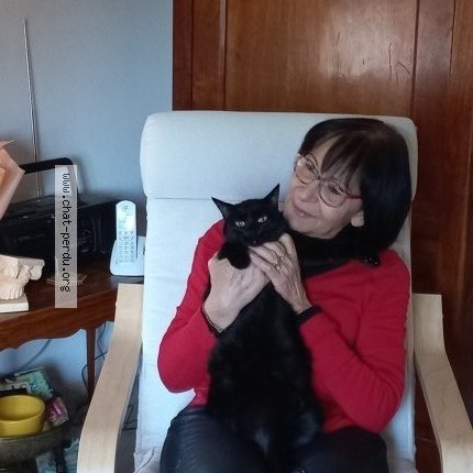 Photo 1/1 iona Chat perdu à Les Sorinieres