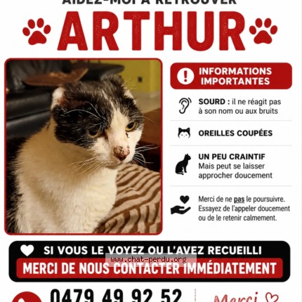 Photo 1/1 Arthur Chat perdu à Courcelles