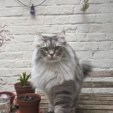 timiaou