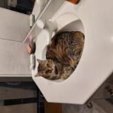 Noisette