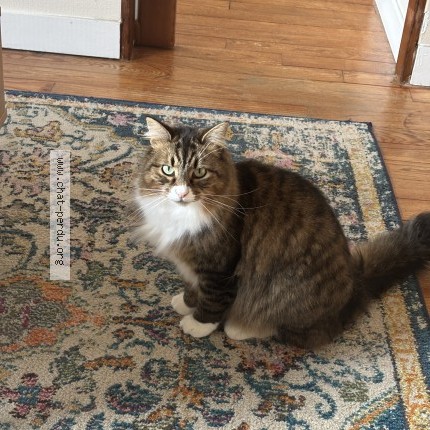 Photo 1/1 Nala Chat perdu à Quimper