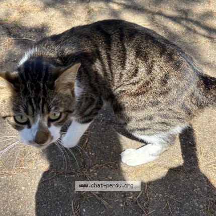 Photo 1/1 Chat trouvé Trouvé à La Baule