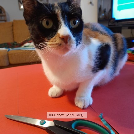 Photo 1/1 Chat retrouvé Perdu à Hombourg Haut