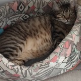 titi