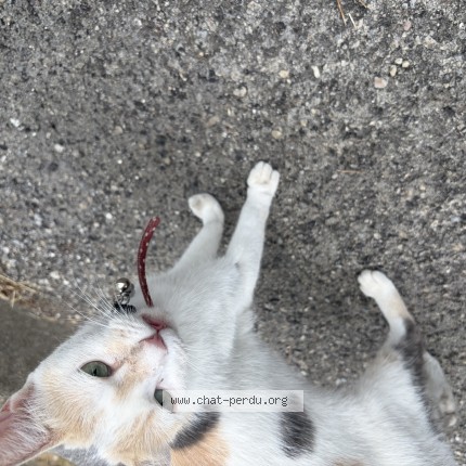 Photo 1/1 Chat trouvé Trouvé à Montpellier