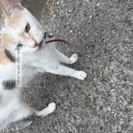 Photo 1/1 Chat trouvé Trouvé à Montpellier