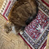 calypso