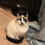 Aima
