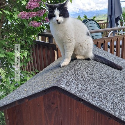 Photo 1/2 PILOU Chat perdu à Brizon