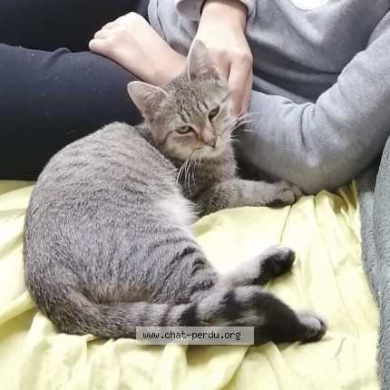 Photo 1/1 Chat retrouvé Perdu à Wambrechies