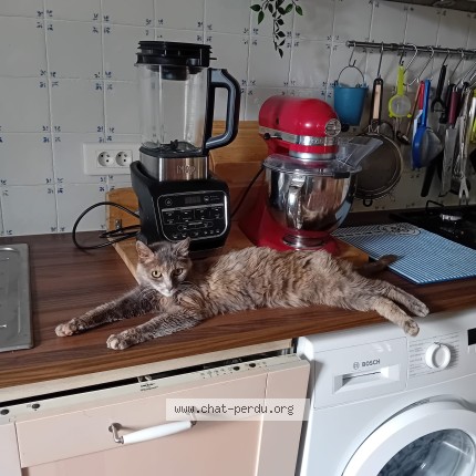 Photo de chat trouvé à Mohon