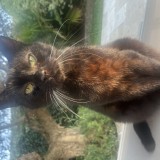 Bijou