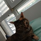 Frida