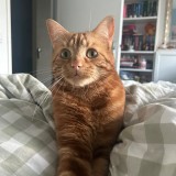 Curtis