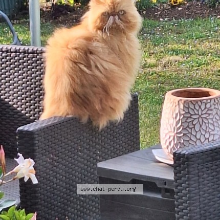 Photo 1/1 Garfild Chat perdu à Cormelles Le Royal