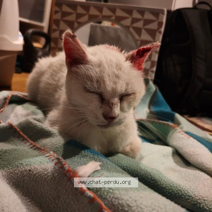 Photo 1/1 Chat trouvé Trouvé à Grossoeuvre