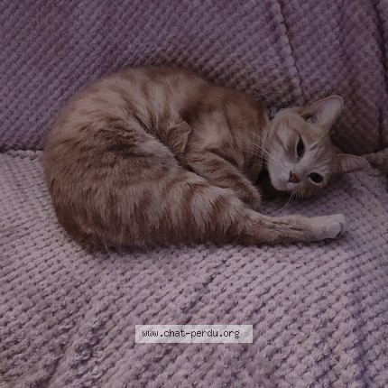 Photo de chat perdu à Sevres