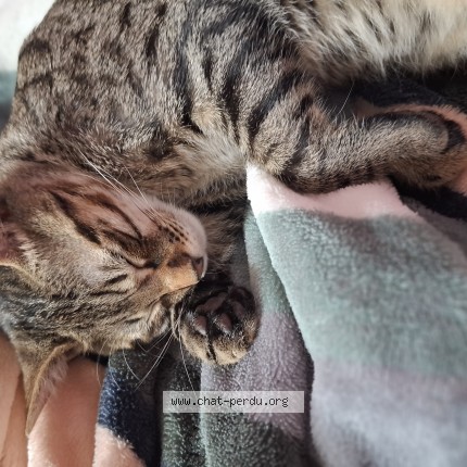 Photo 1/1 minouche Chat perdu à Marseille