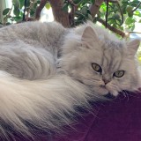 Mimi