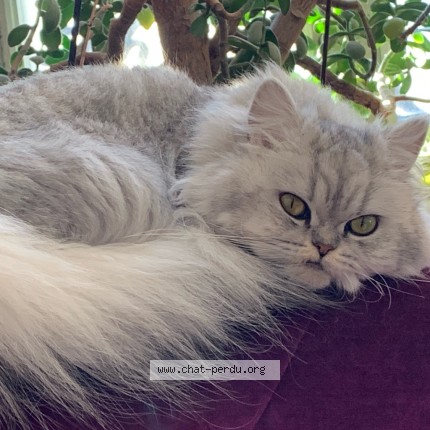 Photo de chat perdu à Cognac