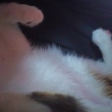 Doudou